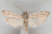 Homoeosoma nebulellum