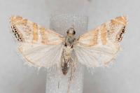 Euchromius bella