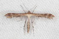 Oxyptilus laetus