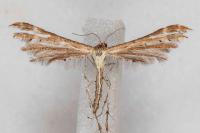 Oxyptilus laetus