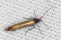 Coleophora alcyonipennella