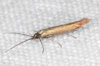 Coleophora alcyonipennella