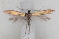Coleophora alcyonipennella