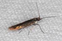 Coleophora alcyonipennella