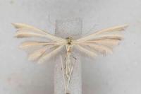 Merrifieldia malacodactyla