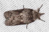 Nycteola columbana