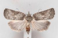 Nycteola columbana