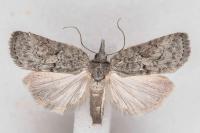 Nycteola columbana