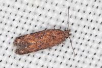 Scrobipalpa vasconiella