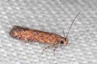 Scrobipalpa vasconiella
