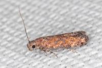 Scrobipalpa vasconiella