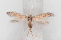 Ephysteris promptella