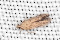 Ephysteris promptella