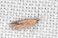 Ephysteris promptella