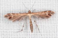 Oxyptilus distans