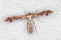 Oxyptilus distans