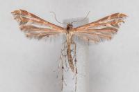 Oxyptilus distans