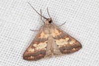 Evergestis marionalis