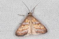Evergestis marionalis