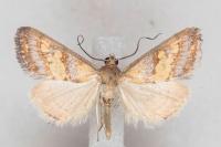 Evergestis marionalis