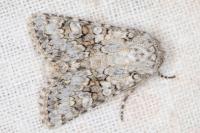 Hecatera weissi