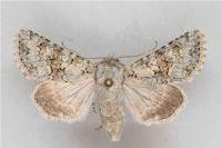 Hecatera weissi