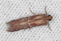 Delplanqueia dilutella