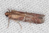 Delplanqueia dilutella