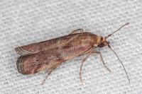 Delplanqueia dilutella