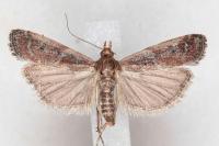 Delplanqueia dilutella