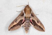 Hyles euphorbiae