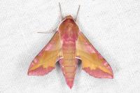 Deilephila porcellus