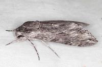 Agrius convolvuli