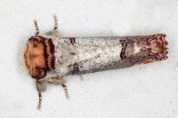 Phalera bucephala