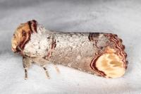 Phalera bucephala