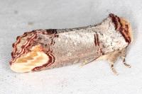 Phalera bucephala