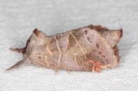 Clostera pigra