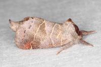 Clostera pigra