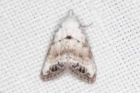 Nola infantula