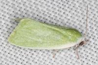 Earias clorana