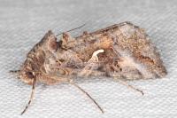 Autographa gamma