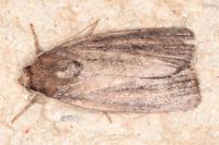 Proxenus hospes