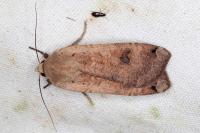 Noctua pronuba