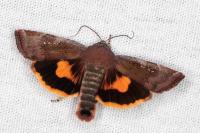 Noctua janthina