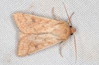 Mythimna vitellina