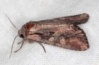 Lacanobia suasa