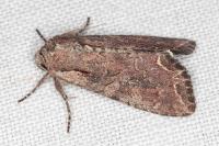 Lacanobia suasa