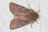 Lacanobia suasa