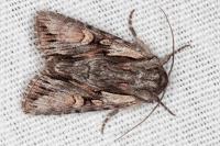 Chloantha hyperici