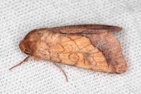 Pyrrhia umbra